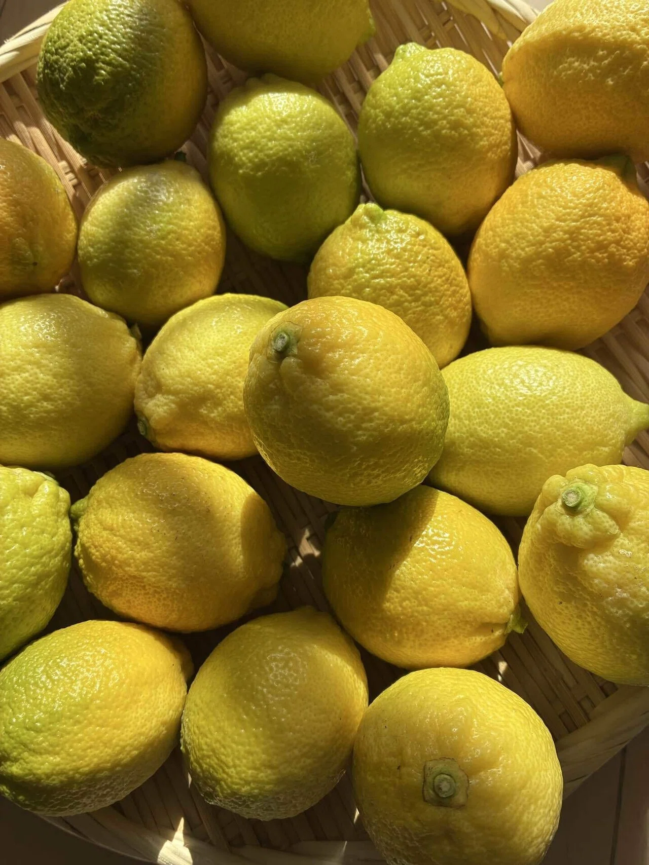 Yellow Lemons🍋｜たまき｜書籍校正者