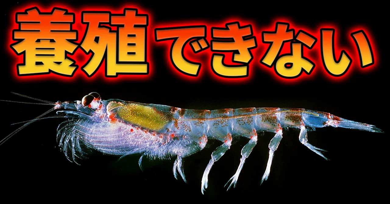 オキアミはなぜ養殖できないのか|ジオチャン