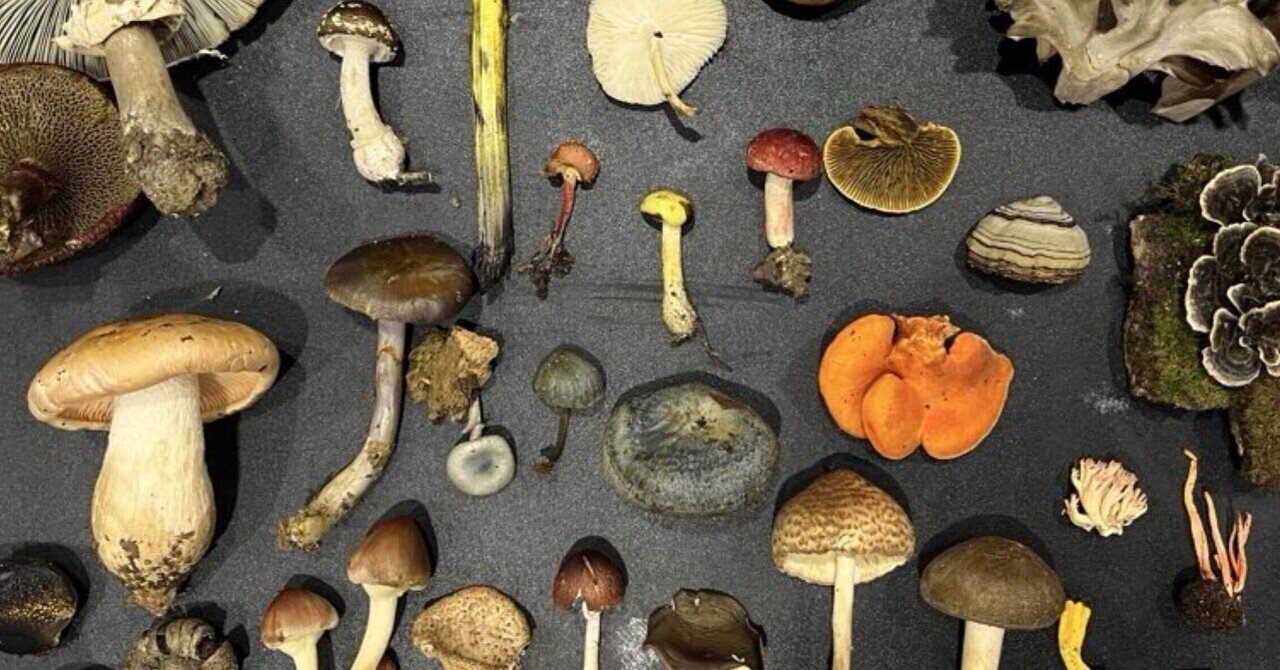 10/25-26 きのこ展@京都府立植物園｜くもさん