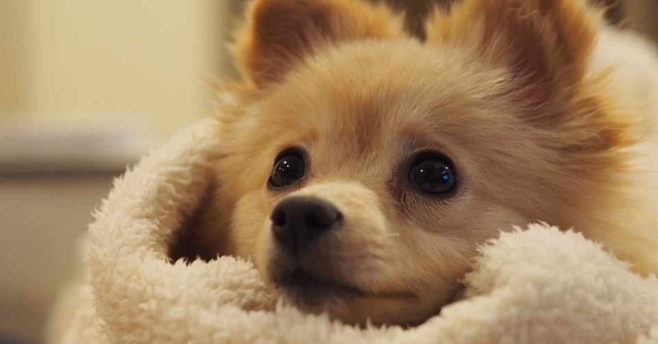 髭をのばしている Hiroba