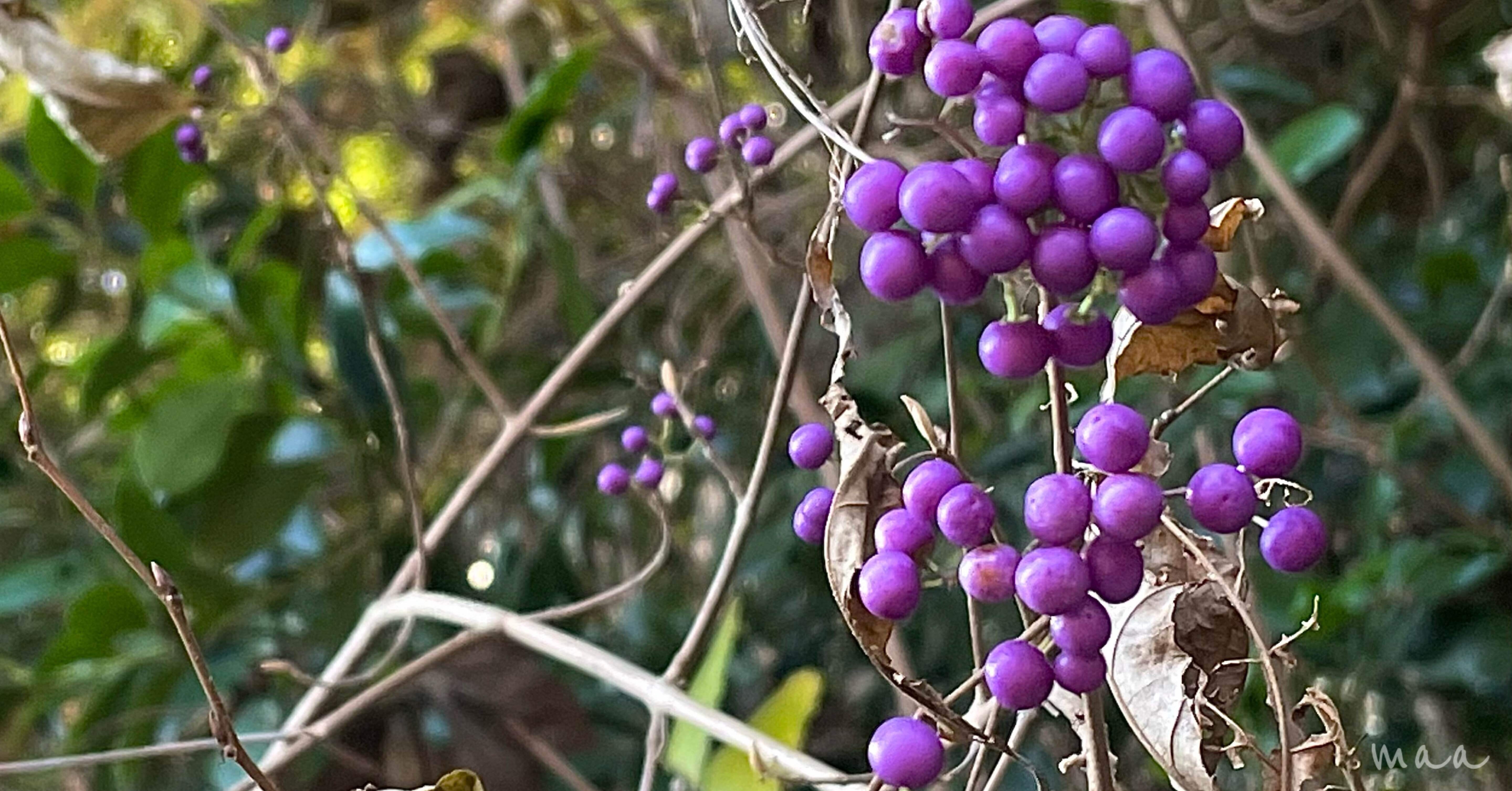 ムラサキシキブ｜maa