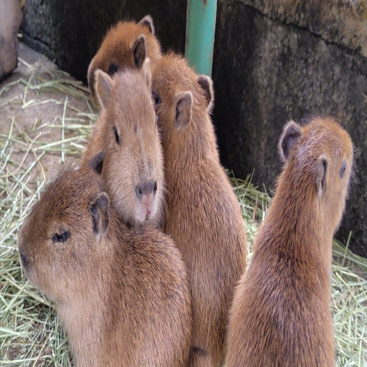 カピバラパラダイス2025｜高田朔実