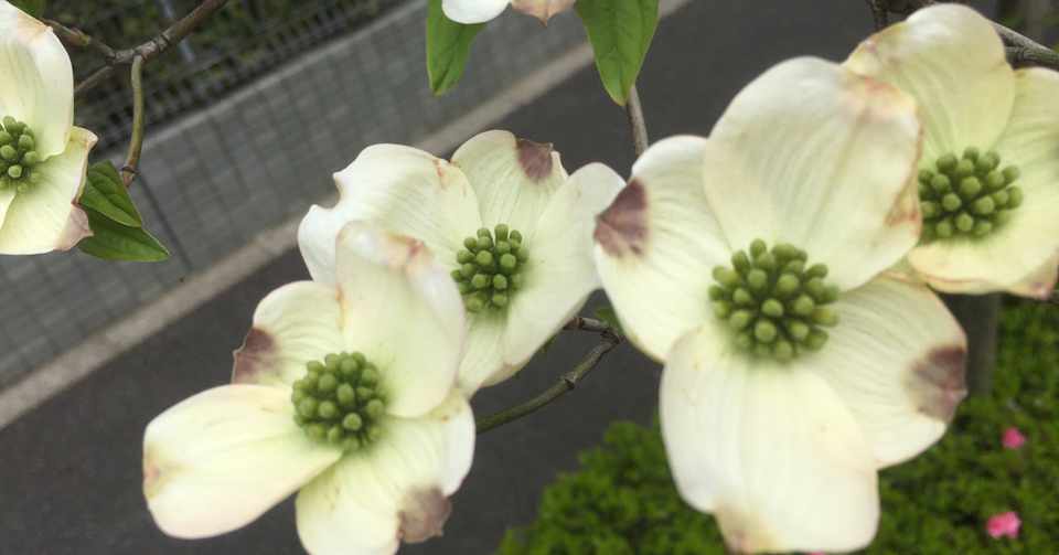 逆境にも耐える愛 ハナミズキの花言葉 まゆきち Note
