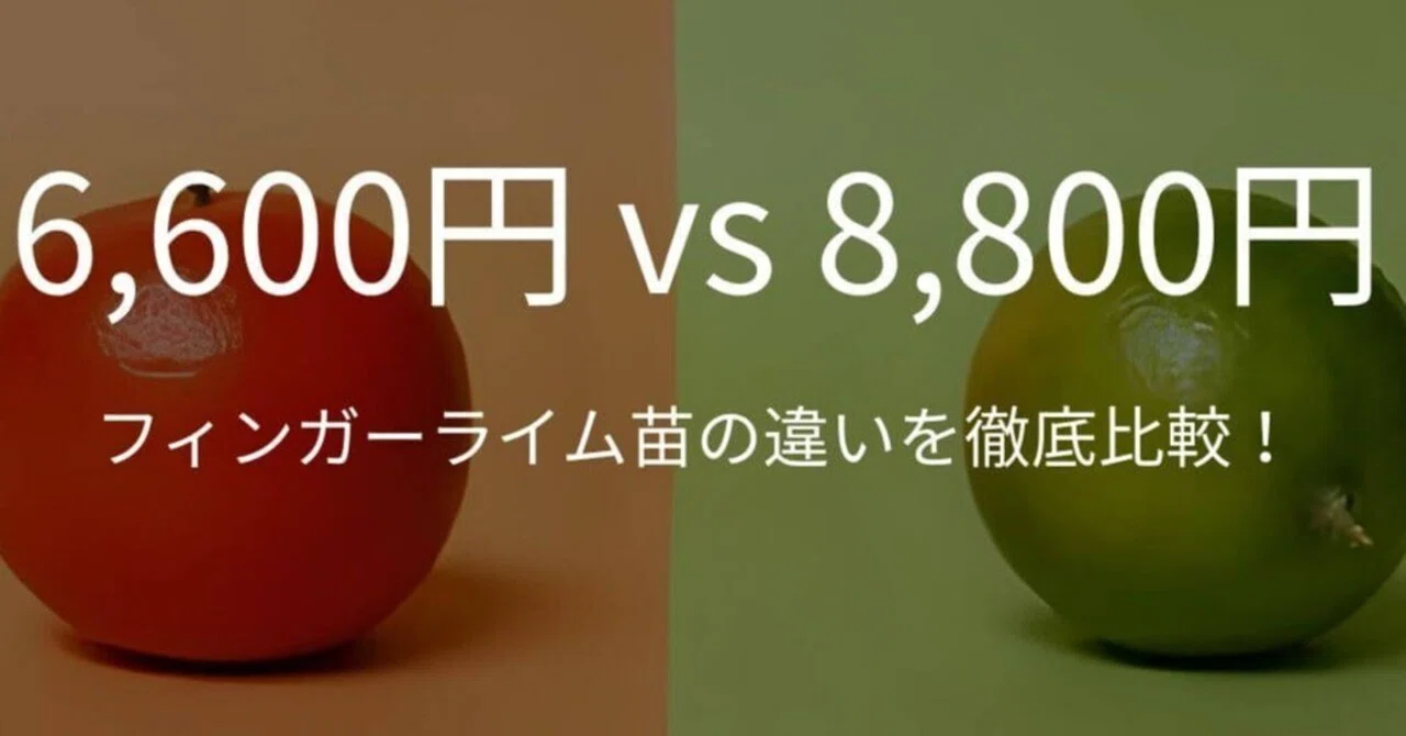 2,200円の差は何？フィンガーライム苗を比較してみた｜バッカスバニー