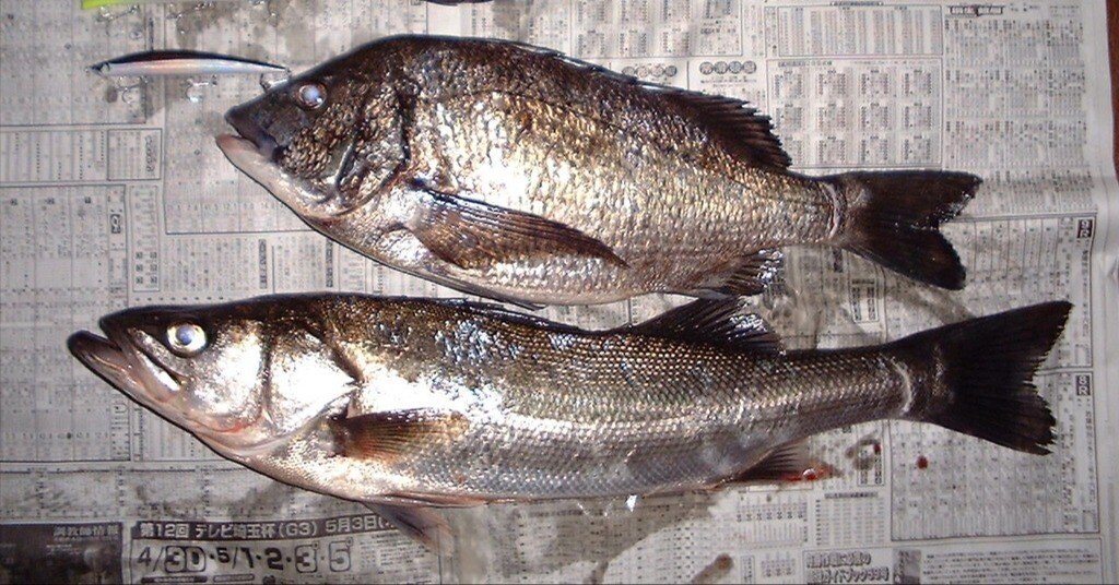 スズキ（シーバス）釣りの歴史③｜東日本釣り文化研究所