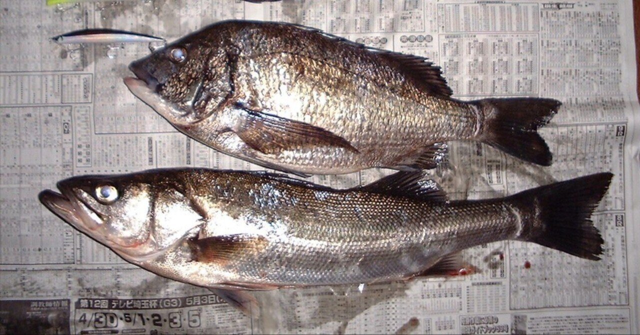 スズキ（シーバス）釣りの歴史③｜東日本釣り文化研究所