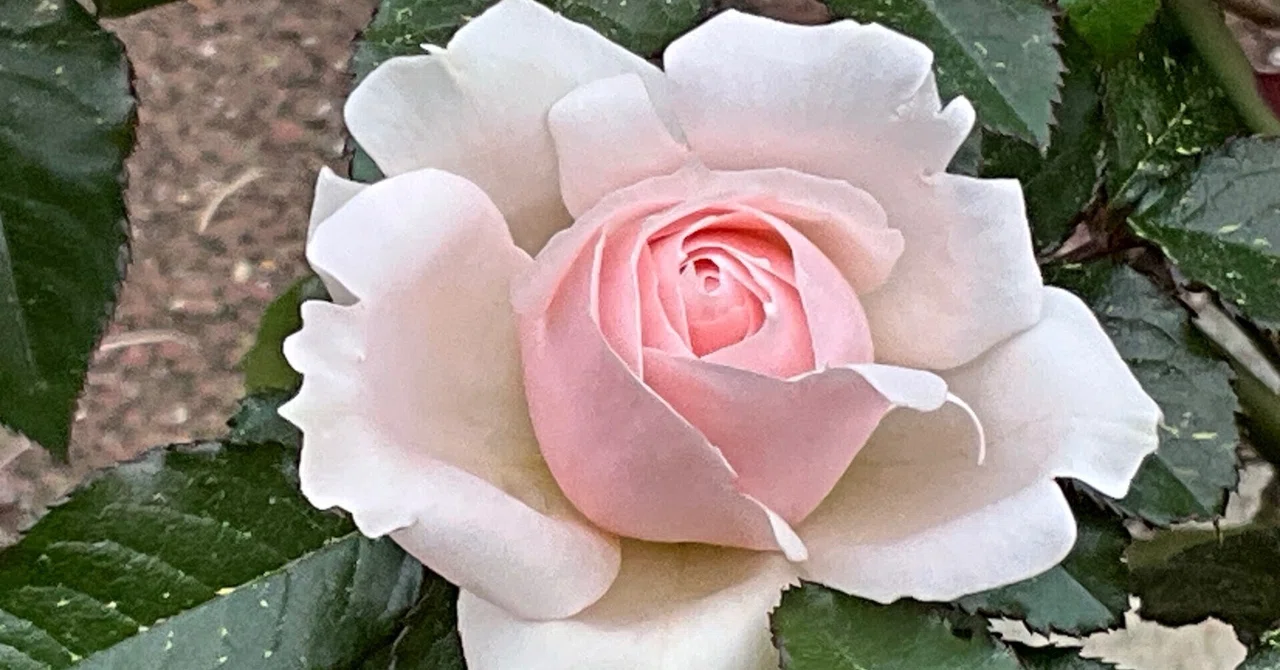 Louisa Stone and others on December 4th (Kyoto Botanical Garden