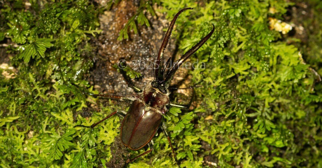 ムシキングで憧れていたクワガタをチリに探しに行った話｜Jake