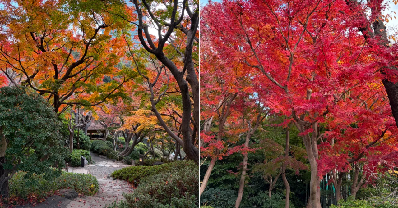 八芳園の楽しみ方－紅葉編2－】都内で紅葉の見ごろを楽しむ。朱色と