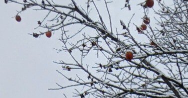 今日はあちこちで初雪でしたね｜sunjy