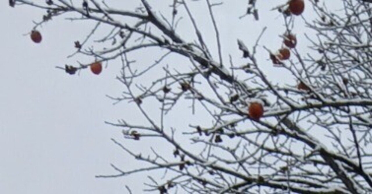 今日はあちこちで初雪でしたね｜sunjy