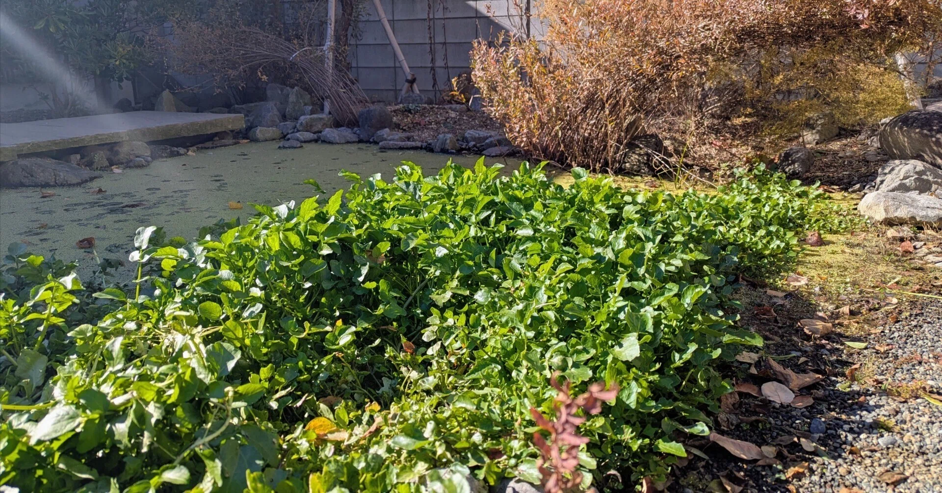 池に植えたクレソンが大繁殖｜くら〜る山猫