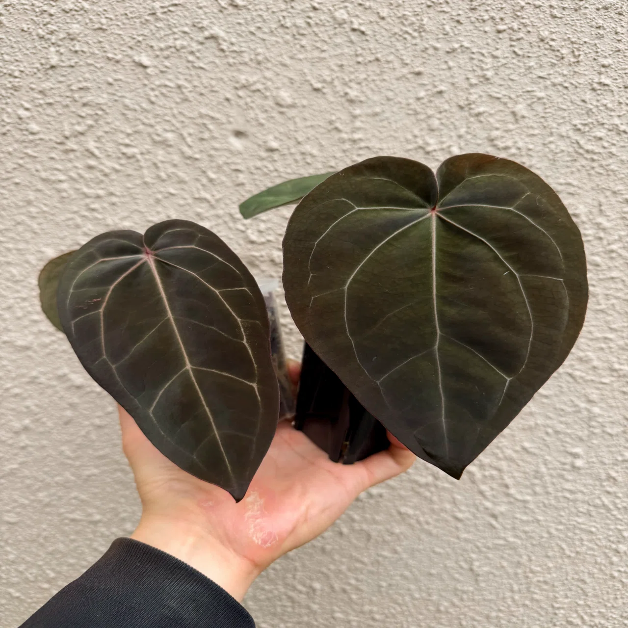 A. kunayalensis × A.Zara Michelle｜アンスリウム Anthurium Kunayalense X Zara x Michelle – HappiestPlants