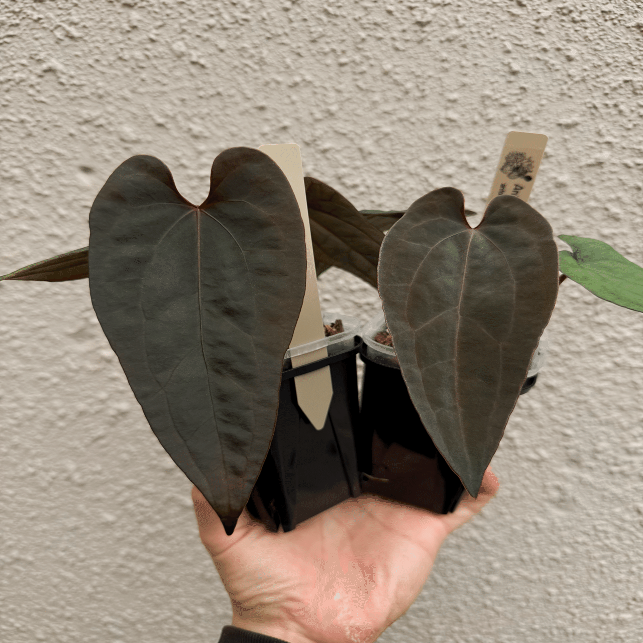 遺伝と美が交差する──2025年、光と黒を拓く acu's 注目ハイブリッド