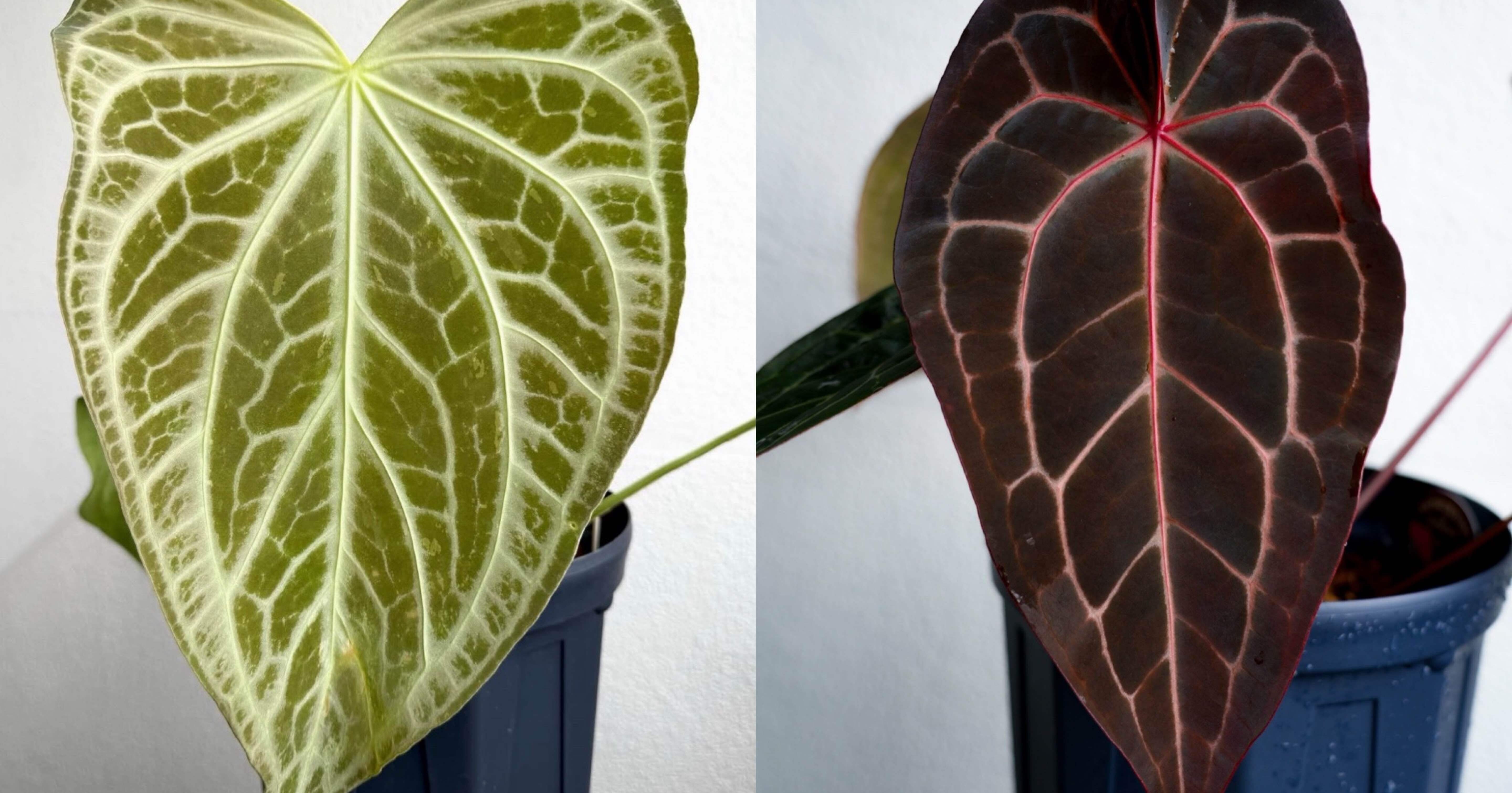 遺伝と美が交差する──2025年、光と黒を拓く acu's 注目ハイブリッド