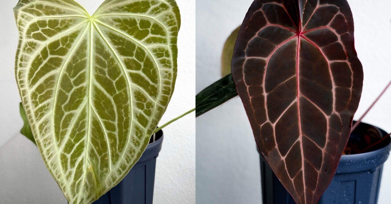 遺伝と美が交差する──2025年、光と黒を拓く acu's 注目ハイブリッド