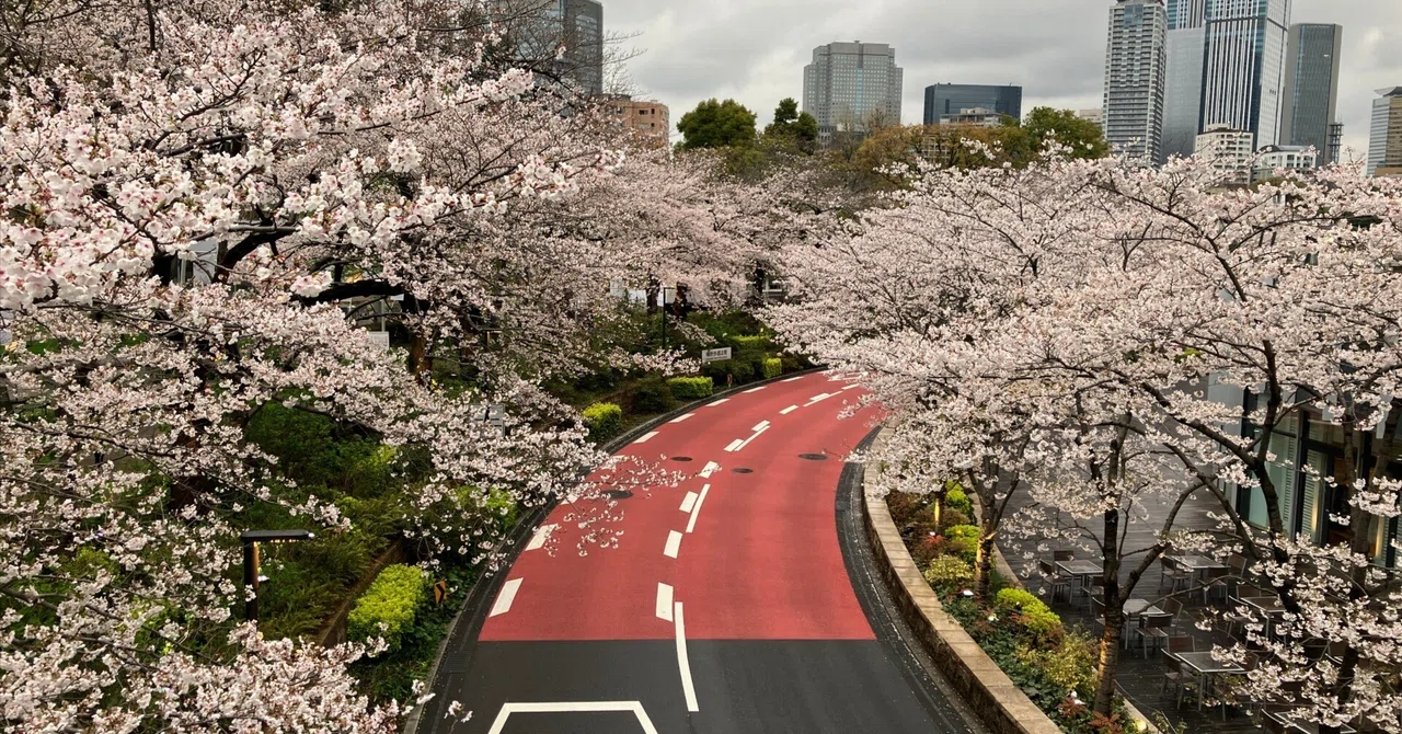 千鳥ヶ淵の桜～代々木公園～東京ミッドタウン～目黒川の桜【桜旅行2025