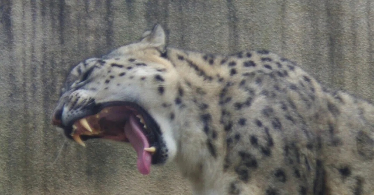 Snow Leopard (Cheshire Cat?)｜トトなどのフォト