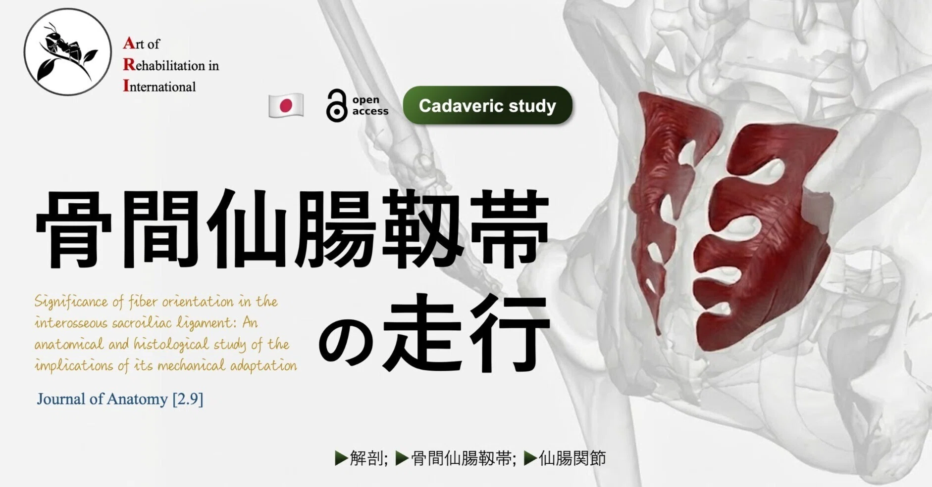 骨間仙腸靱帯の走行｜Super Human | 理学療法士／保健学博士 Ph.D.