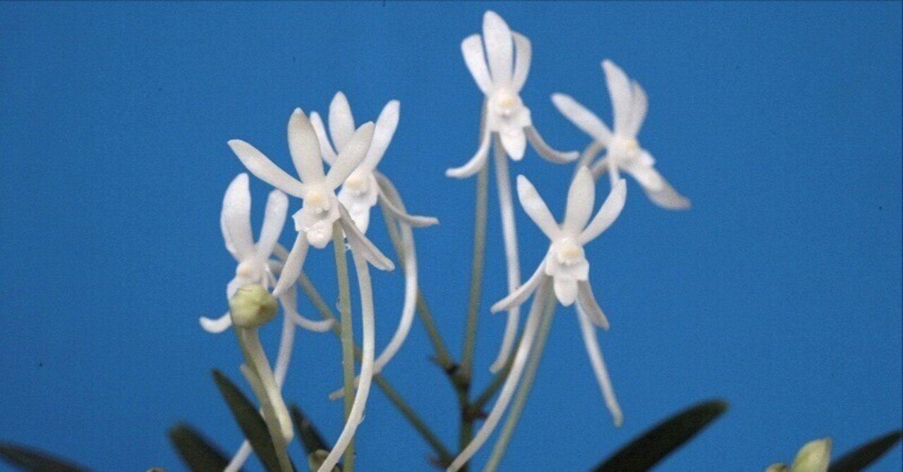 富貴蘭　白馬童子(慶賀柄の天咲き距無し花) 富貴蘭「天霧」の花(過去の画像倉庫から)｜KJ Morison