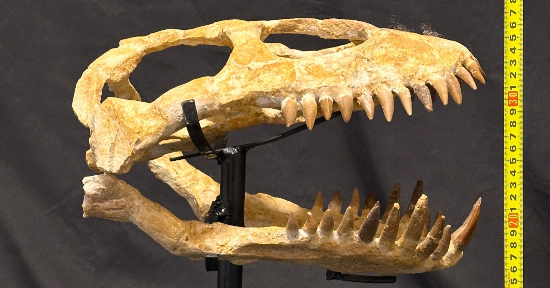 即納☆プレシオサウルス類 スカル 化石標本☆海生爬虫類 頭骨 頭蓋骨