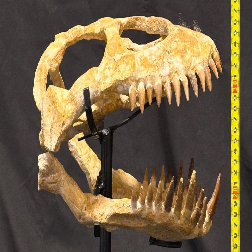 即納☆プレシオサウルス類 スカル 化石標本☆海生爬虫類 頭骨 頭蓋骨