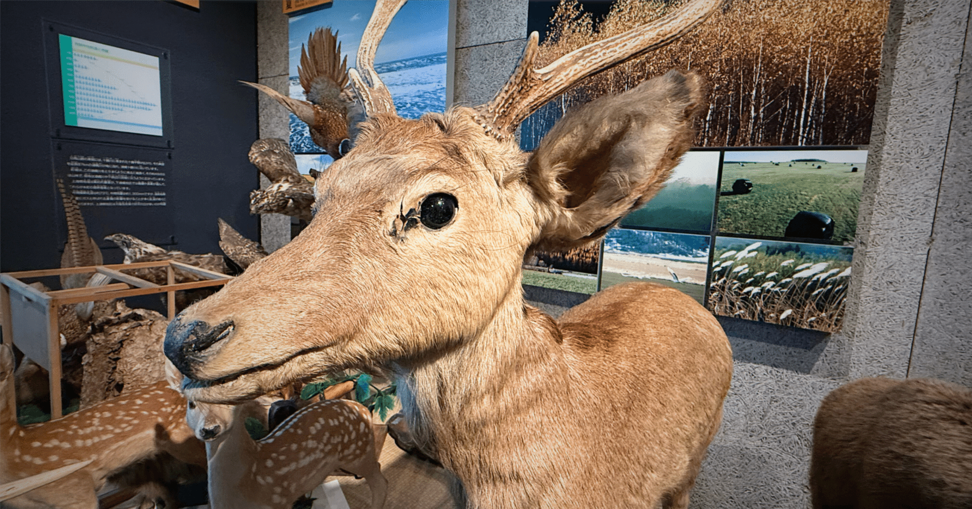 価値観は意外と変わるもの（剥製のハナシ）｜浦幌町 地域プロジェクト