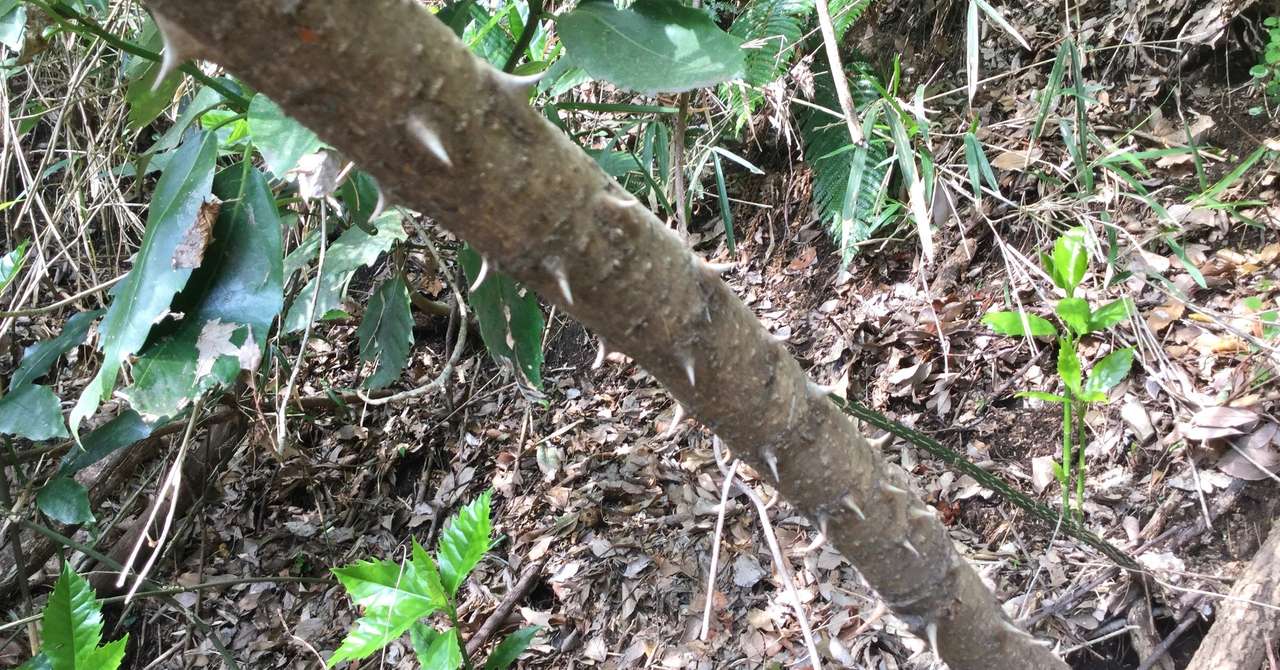 野草食日記 199 ウコギ科の山菜 ハリギリがうちの庭に生えていた話 なな艸 Note