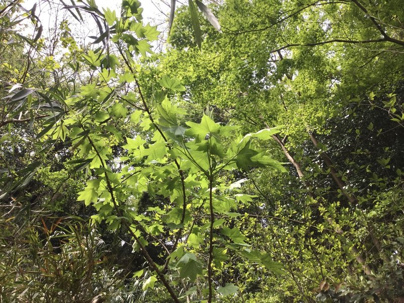 野草食日記 199 ウコギ科の山菜 ハリギリがうちの庭に生えていた話 なな艸 Note