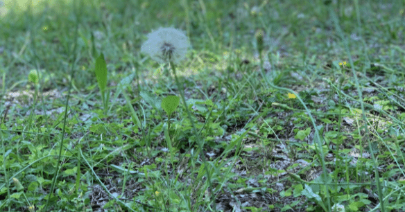 第26話：「雑草という名の植物はない」…けどさ｜wildberry-Shin