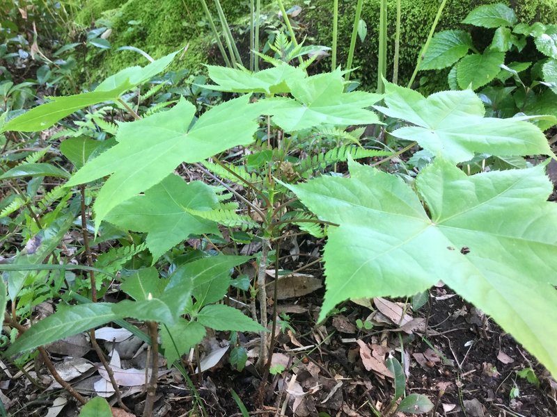 野草食日記 199 ウコギ科の山菜 ハリギリがうちの庭に生えていた話 なな艸 Note