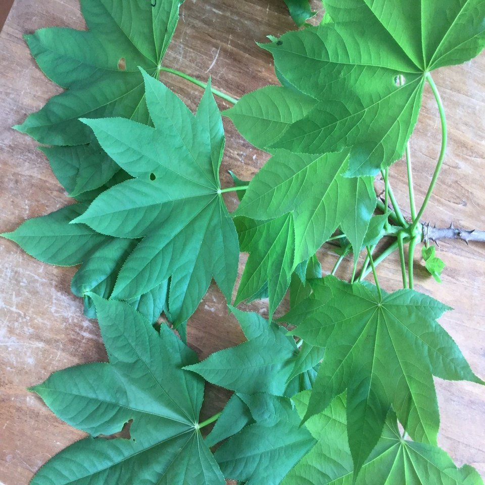 野草食日記 199 ウコギ科の山菜 ハリギリがうちの庭に生えていた話 なな艸 Note