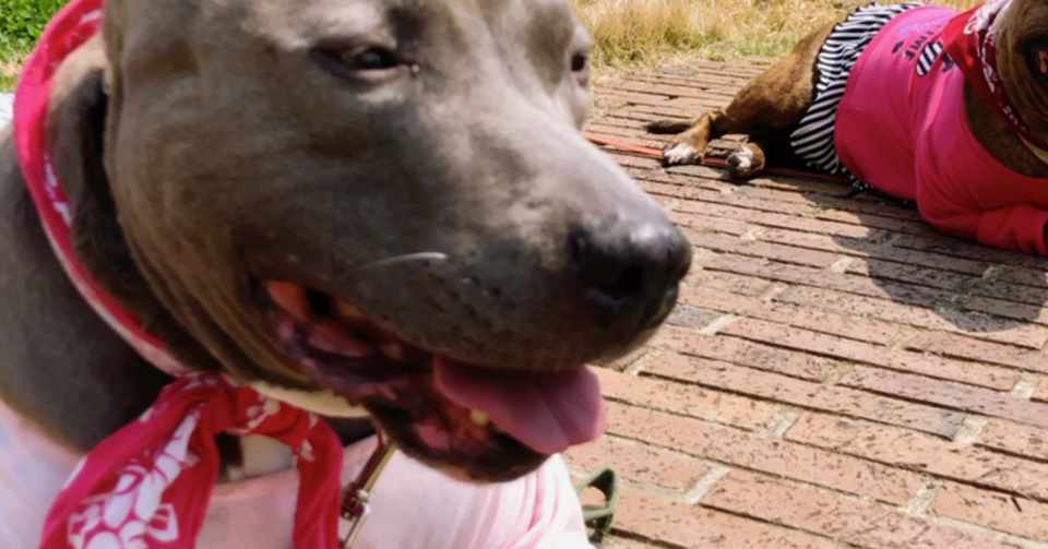 犬は飼い主さんが大好き コゾノケイコ Note