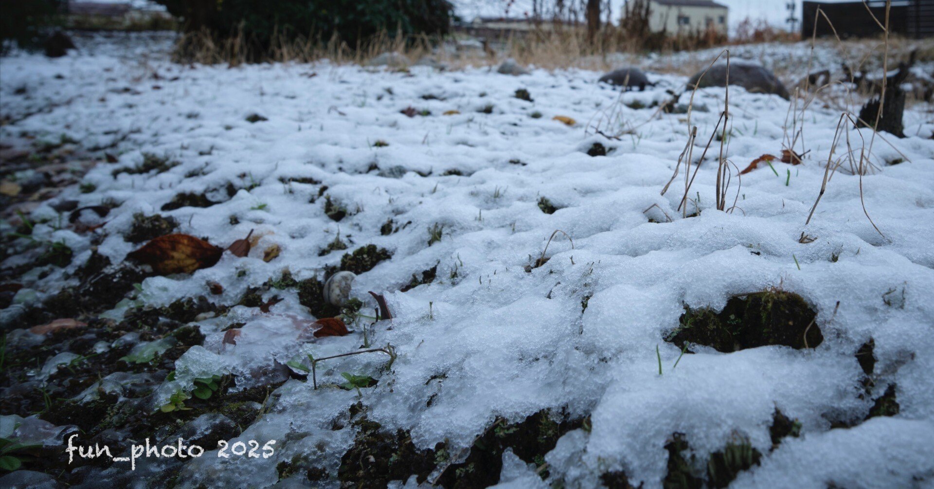 朝からの雨が雪になったよ。⛄️｜fun_photo