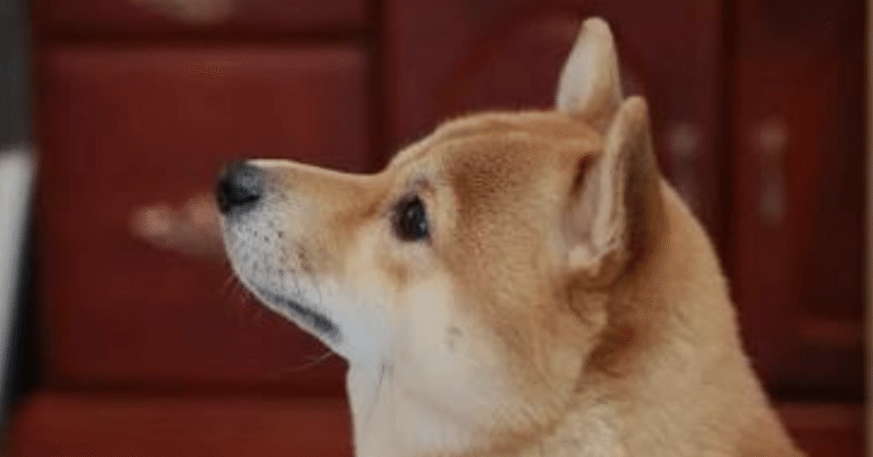 なぜ犬だけいろんなトレーニング方法でうまくいくのか？