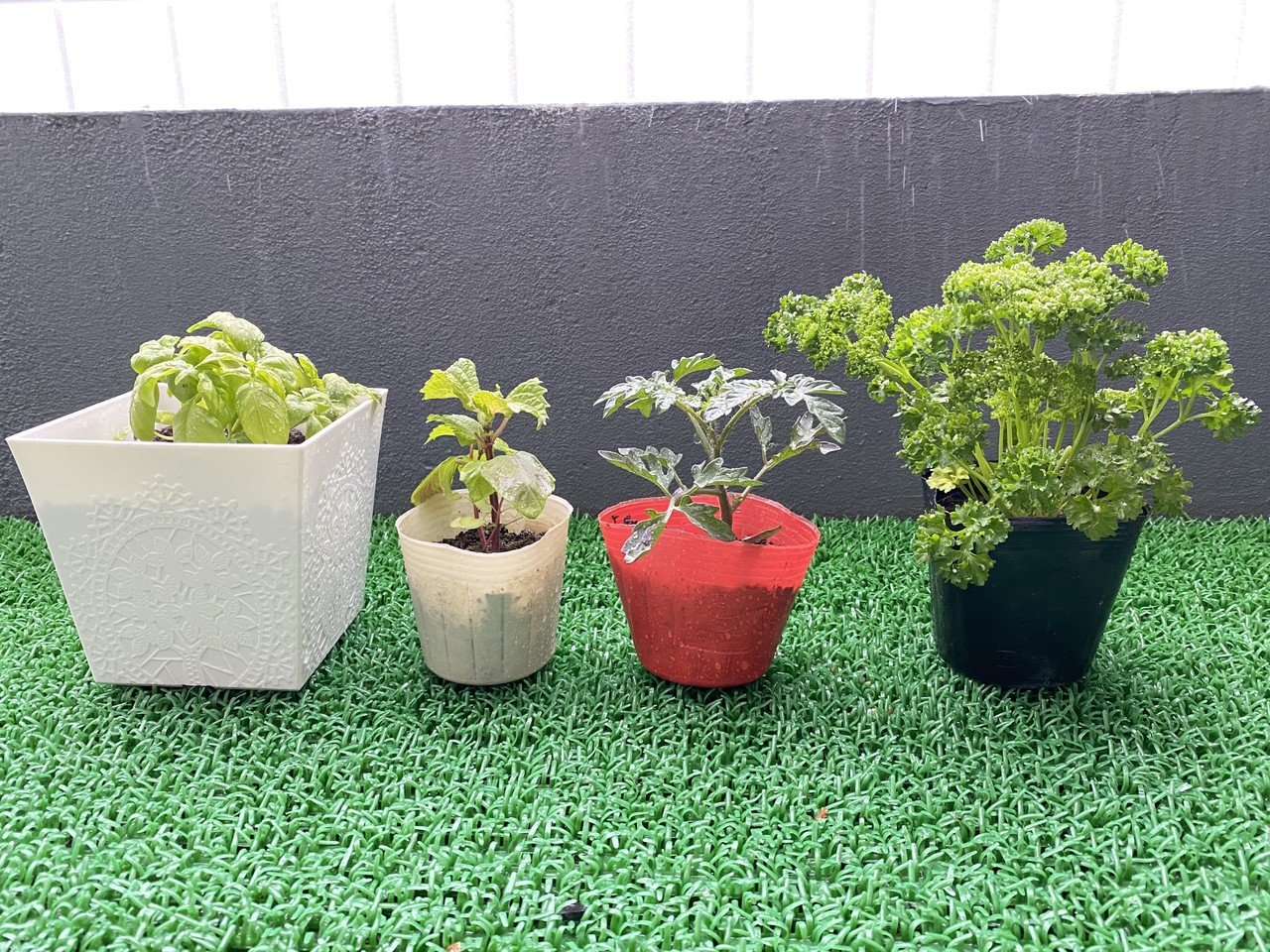 雨 ベランダ菜園 りあこ Note