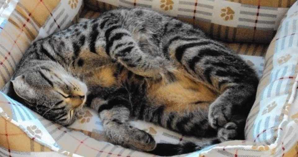 結城昌治さん 孤独なカラス 樋口芽ぐむ Note