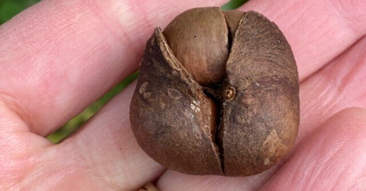 茶の実様 お茶の実｜朝日焼作陶館 asahisakuto