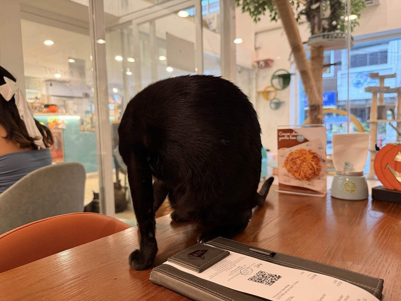 タイ・バンコク2025】猫カフェと街中で会った猫の話｜ニシメグミ