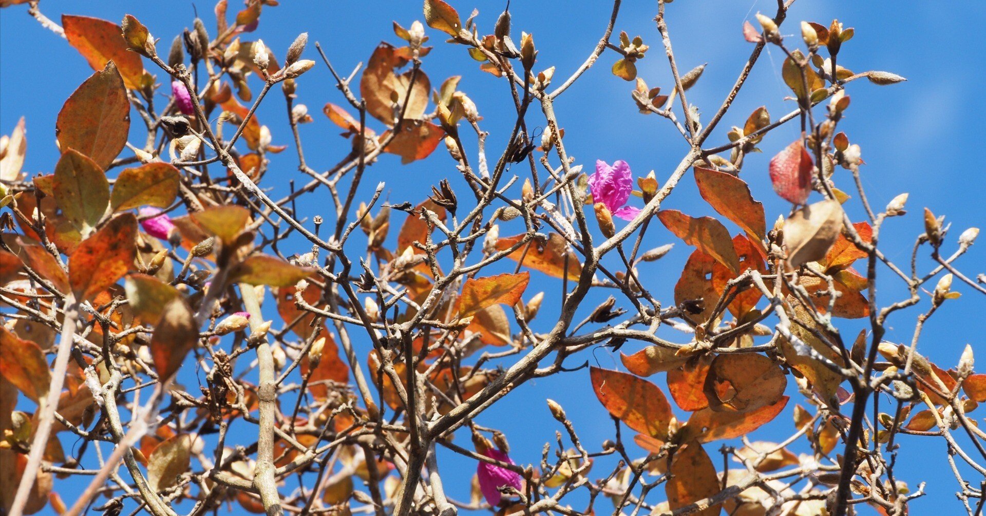 185．庭のコバノミツバツツジ｜sasayan