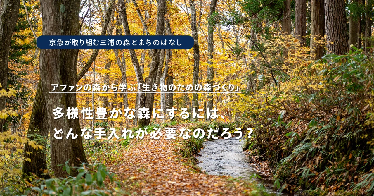 アファンの森から学ぶ「生き物のための森づくり」━多様性豊かな森にするには、どんな手入れが必要なのだろう?|みうらの森林の編集室
