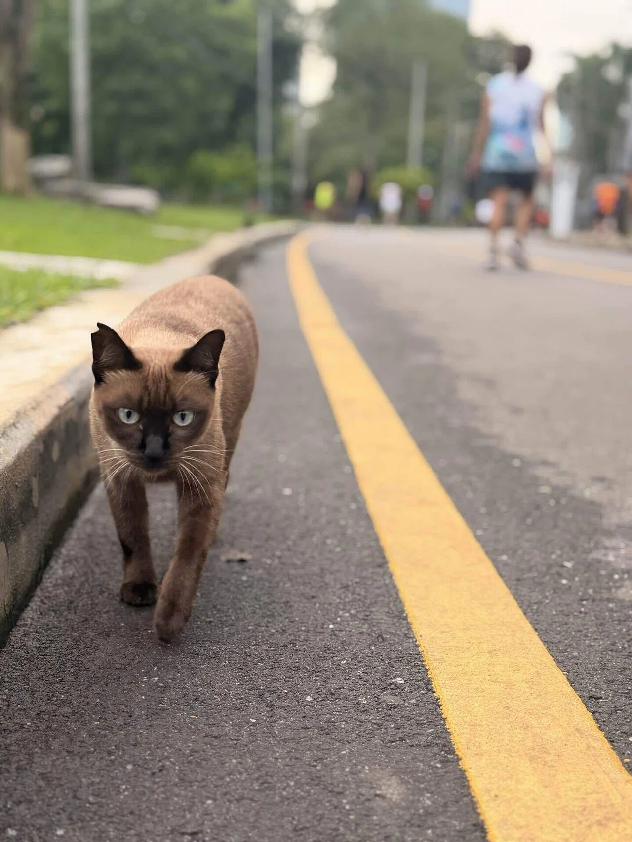 タイ・バンコク2025】猫カフェと街中で会った猫の話｜ニシメグミ