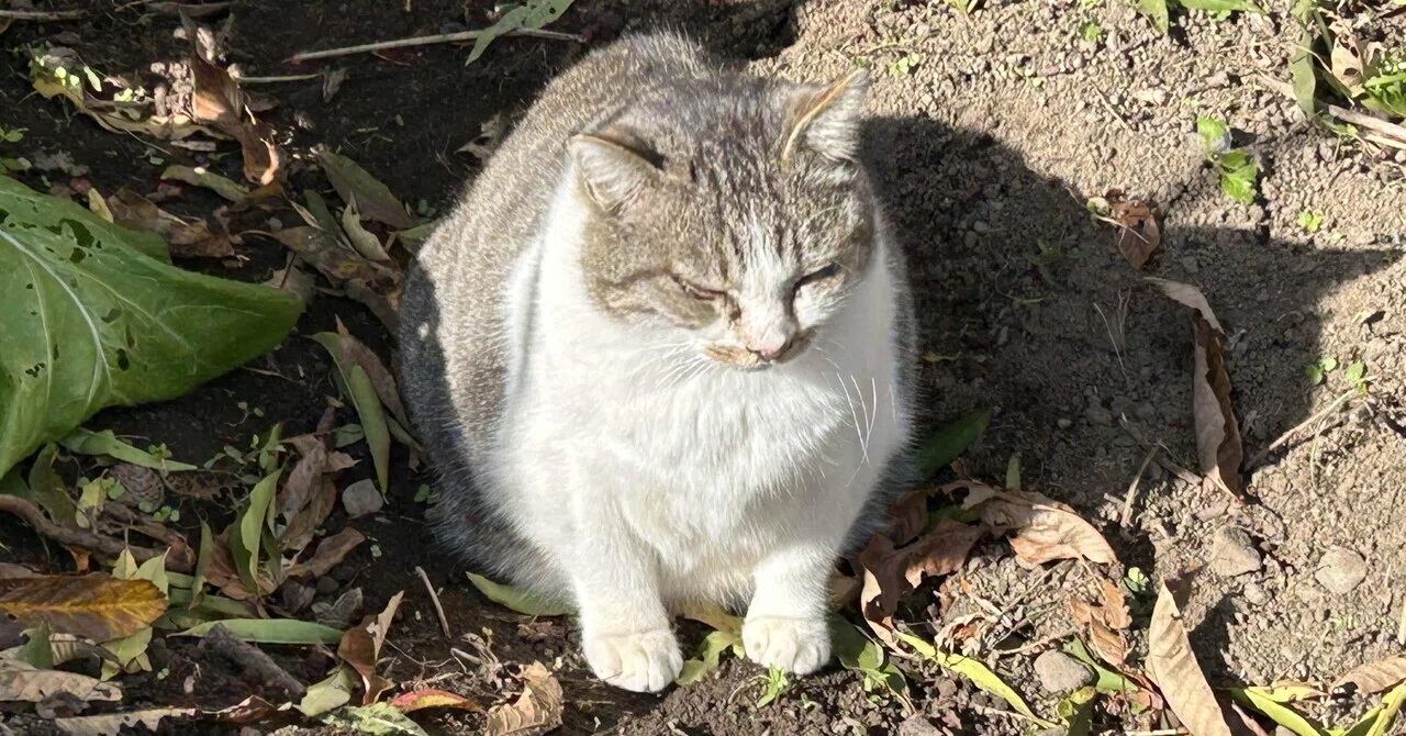 我が家の庭の風景 part.200「産後のたぬき」｜猫様とごはん