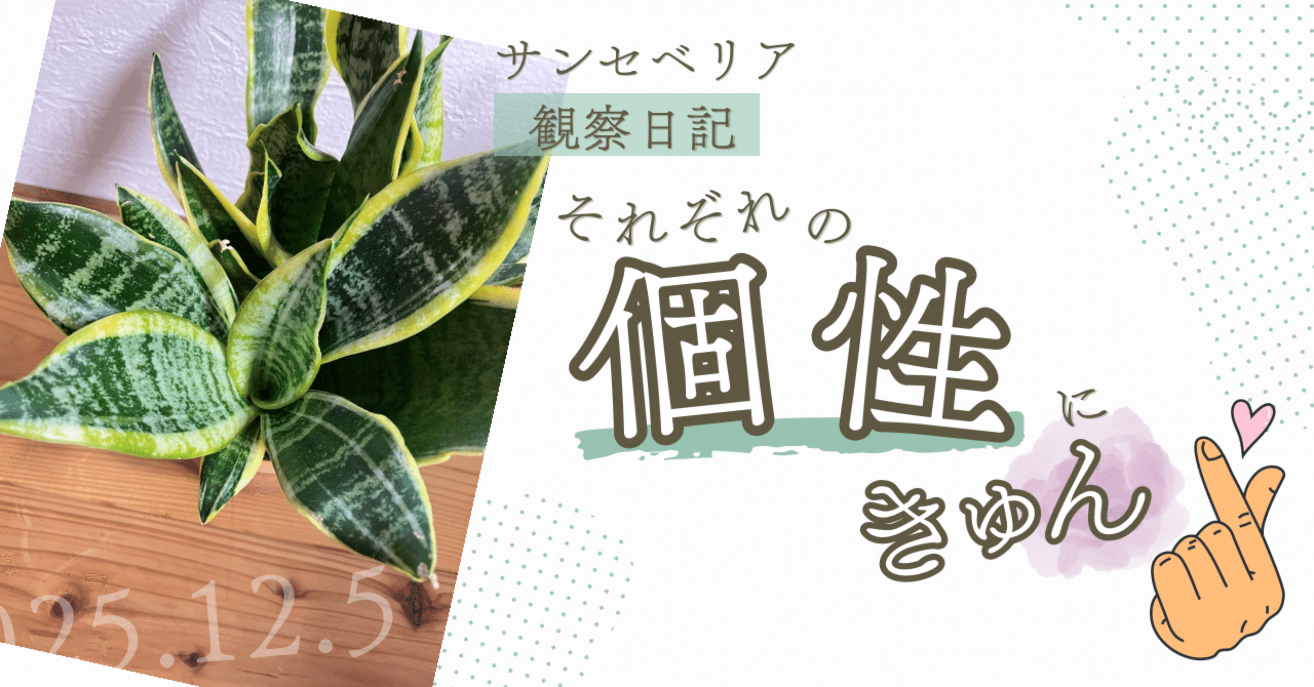 新しいトゲ発見！》サンセベリア・コンパクタ観察日記 #13《冬でも地味