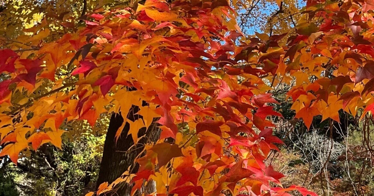 京都府立植物園の本格紅葉（9）：2025年12月6日（土）｜藤井秀昭