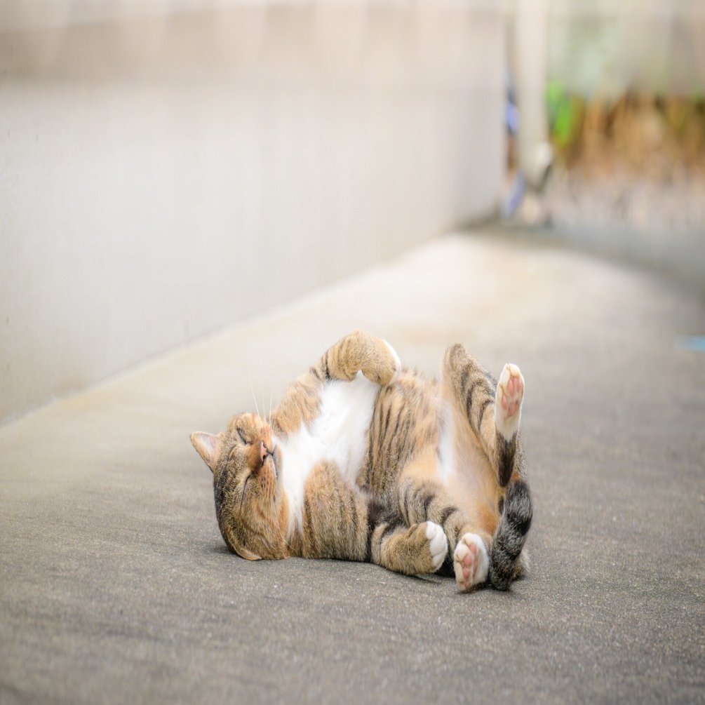 2025年に出会った動物たちを、のんびりと振り返る｜ほびマガ