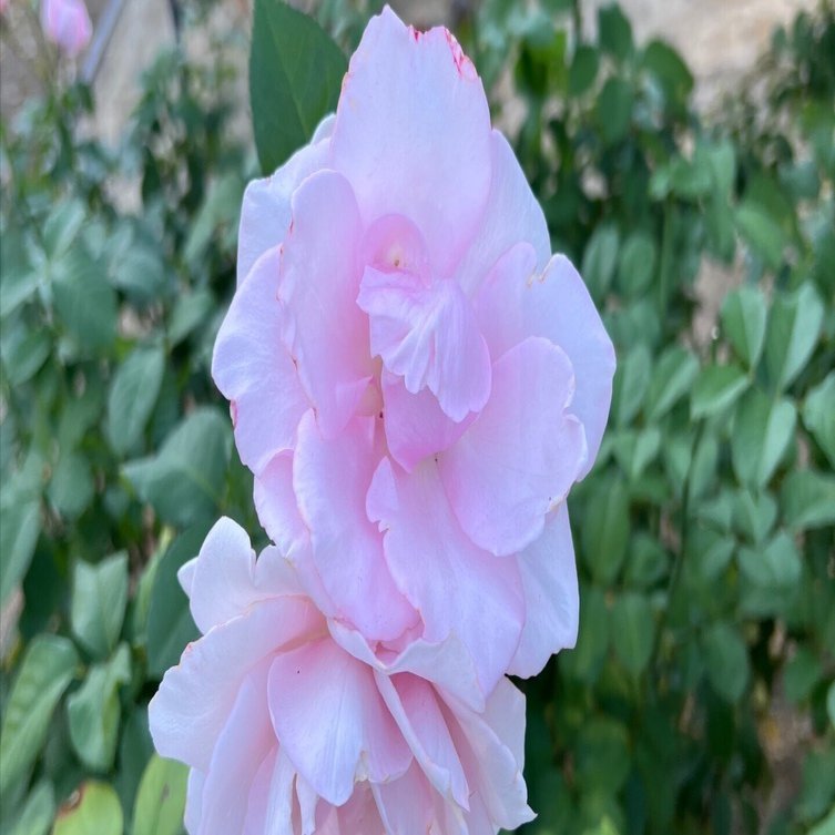 🇯🇵早春（Soshun）🌹中之島バラ園｜ぱぽにゃん🌹薔薇を愛する投資家