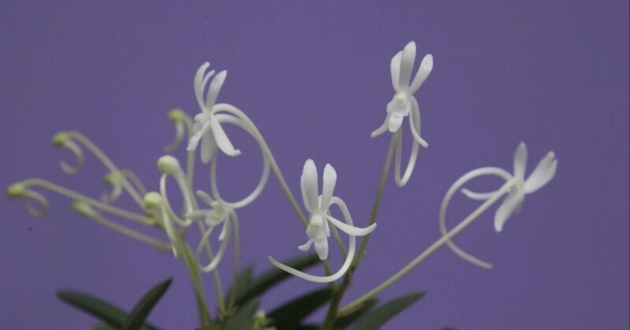 富貴蘭「伊勢矮鶏」の花(過去の画像倉庫から)｜KJ Morison