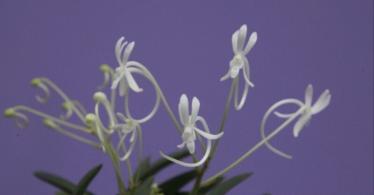 富貴蘭「伊勢矮鶏」の花(過去の画像倉庫から)｜KJ Morison