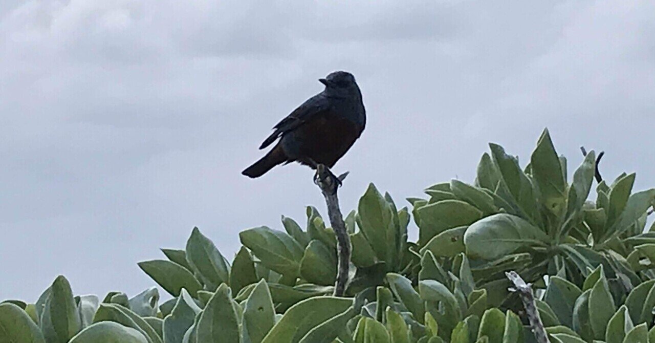 312 ときには“タカ派”になることも大事ー会社員としての心構え｜土橋昇平｜会社員にしかできない最高の働き方（毎日更新中）